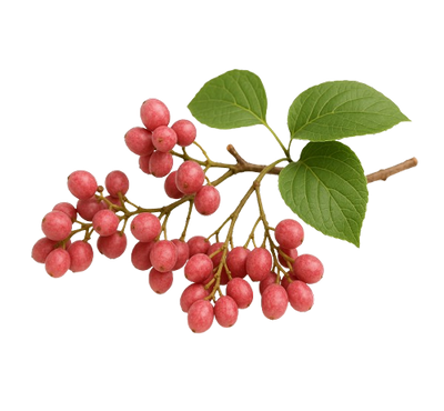 Oriental Raisin Tree (DHM)
